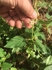 Solanum physalifolium nitidibaccatum