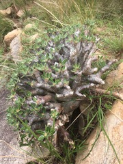 Pachypodium