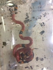 Micrurus diastema alienus