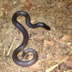 Atractaspis dahomeyensis