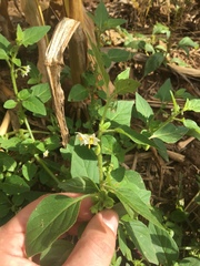 Solanum physalifolium nitidibaccatum
