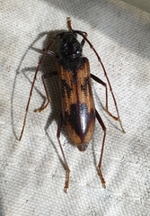 Phoracantha tricuspis