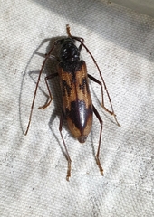 Phoracantha tricuspis