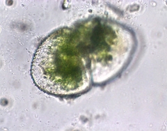 Cosmarium ovale