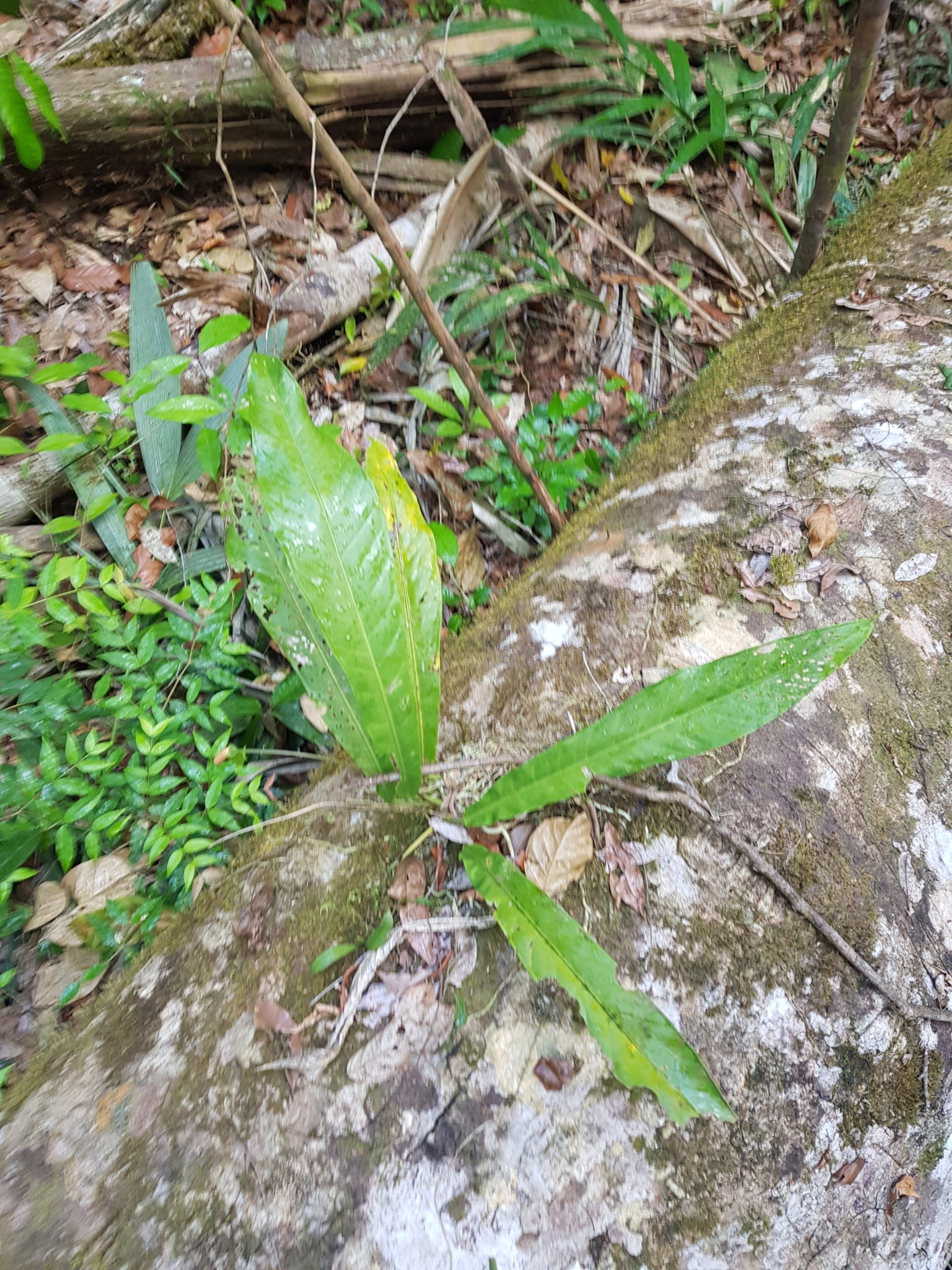Anthurium eximium Engl.