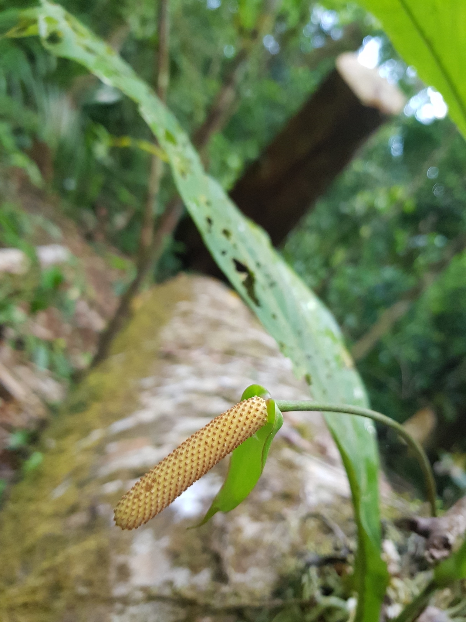 Anthurium eximium Engl. 2