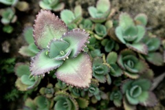 Kalanchoe laetivirens