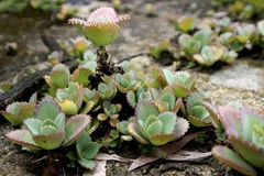 Kalanchoe laetivirens