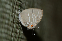 Hypostrymon renidens