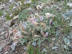 Oxytropis ampullata