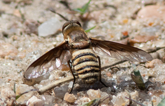 Exoprosopa brevirostris