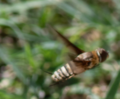 Exoprosopa brevirostris