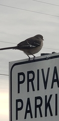 Mimus polyglottos