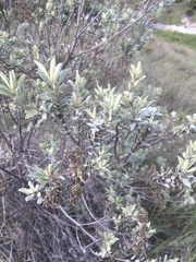 Magnoliopsida