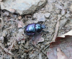 Phelotrupes auratus