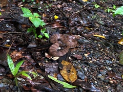 Acanthophis antarcticus