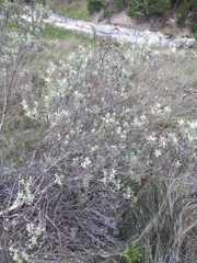 Magnoliopsida