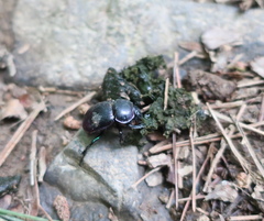 Phelotrupes auratus