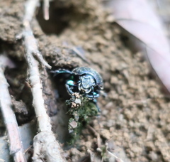 Phelotrupes auratus