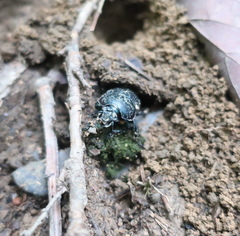 Phelotrupes auratus