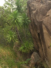 Dracaena xiphophylla image