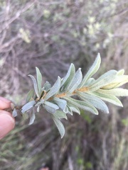 Magnoliopsida