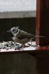 Lophophanes cristatus