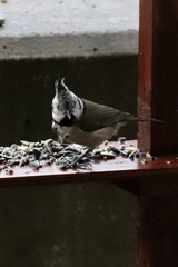 Lophophanes cristatus