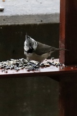 Lophophanes cristatus
