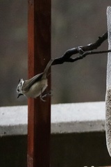 Lophophanes cristatus