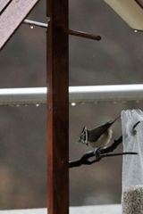 Lophophanes cristatus