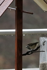 Lophophanes cristatus
