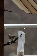 Lophophanes cristatus