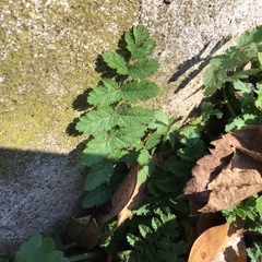 Acaena anserinifolia