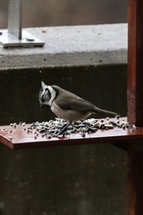 Lophophanes cristatus