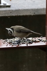 Lophophanes cristatus