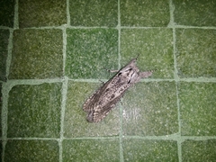Endoxyla coscinophanes
