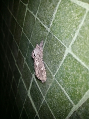 Endoxyla coscinophanes