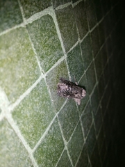 Endoxyla coscinophanes
