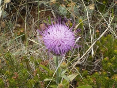 Klasea flavescens