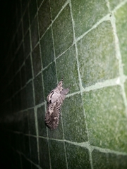 Endoxyla coscinophanes