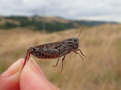 Calliptamus barbarus barbarus