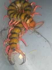 Scolopendra sumichrasti