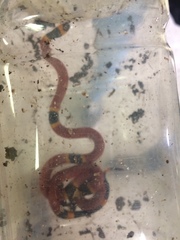 Micrurus diastema alienus