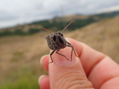 Calliptamus barbarus barbarus