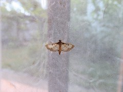 Cnaphalocrocis trebiusalis