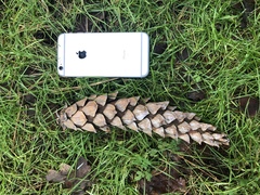 Pinus wallichiana