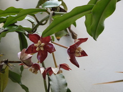 Hoya imperialis