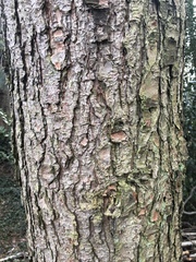 Pinus wallichiana