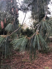 Pinus wallichiana